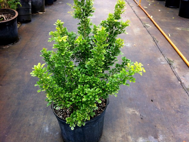 aglaia-odorata-chinese-perfume-tree