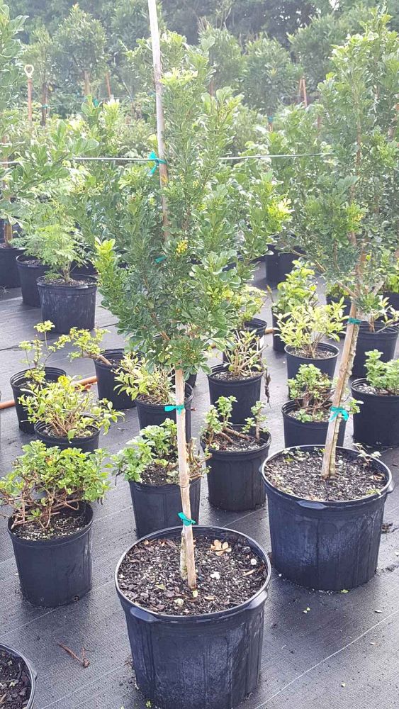 aglaia-odorata-chinese-perfume-tree