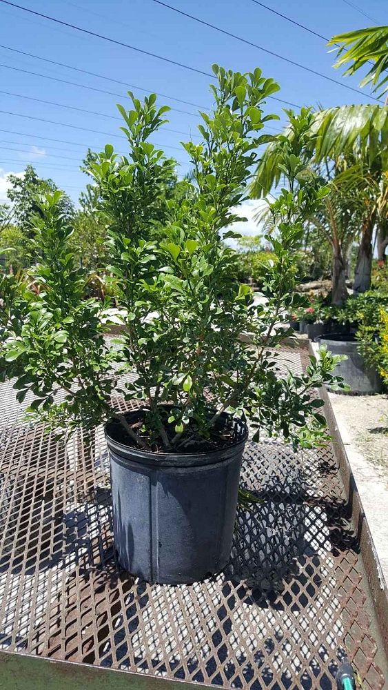 aglaia-odorata-chinese-perfume-tree