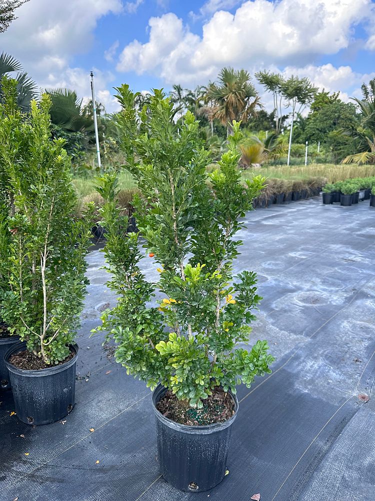 aglaia-odorata-chinese-perfume-tree