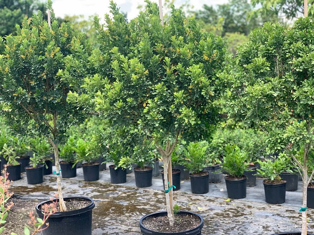 aglaia-odorata-chinese-perfume-tree