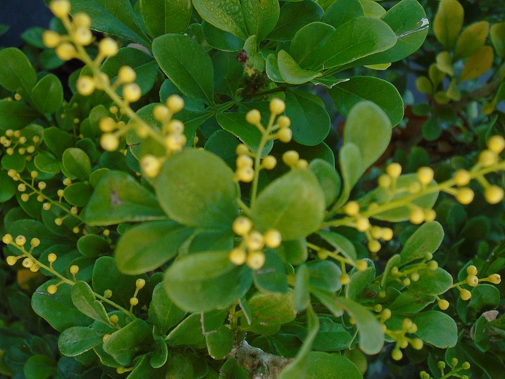 aglaia-odorata-chinese-perfume-tree