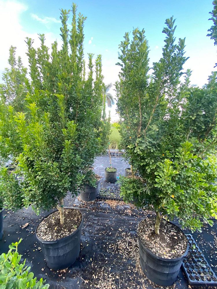 aglaia-odorata-chinese-perfume-tree