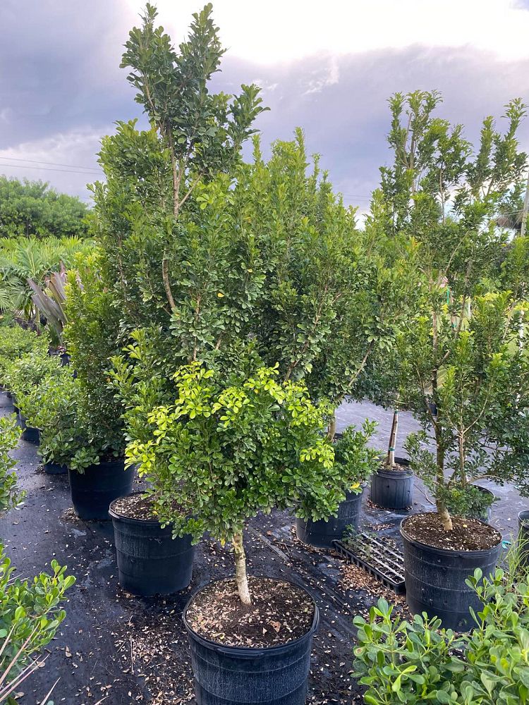 aglaia-odorata-chinese-perfume-tree