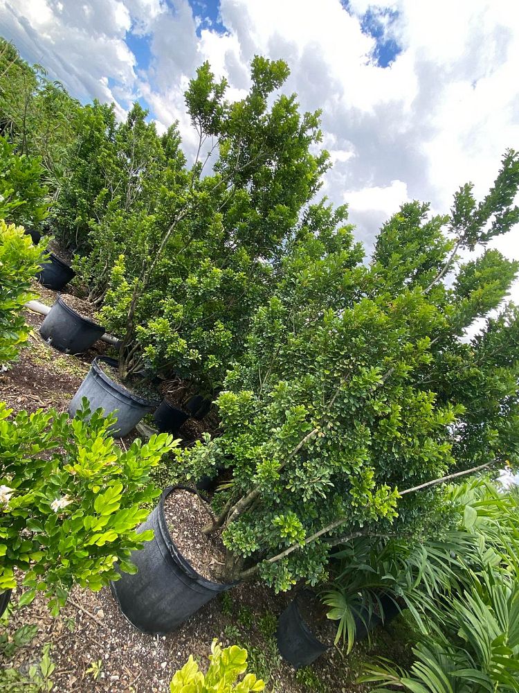 aglaia-odorata-chinese-perfume-tree
