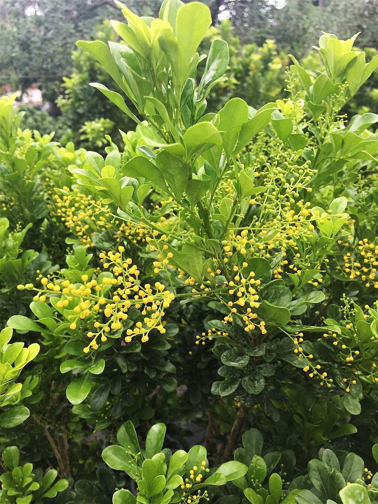 aglaia-odorata-chinese-perfume-tree