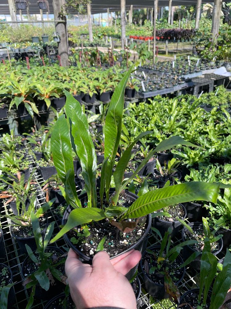 aglaomorpha-coronans-santa-rosa-fern
