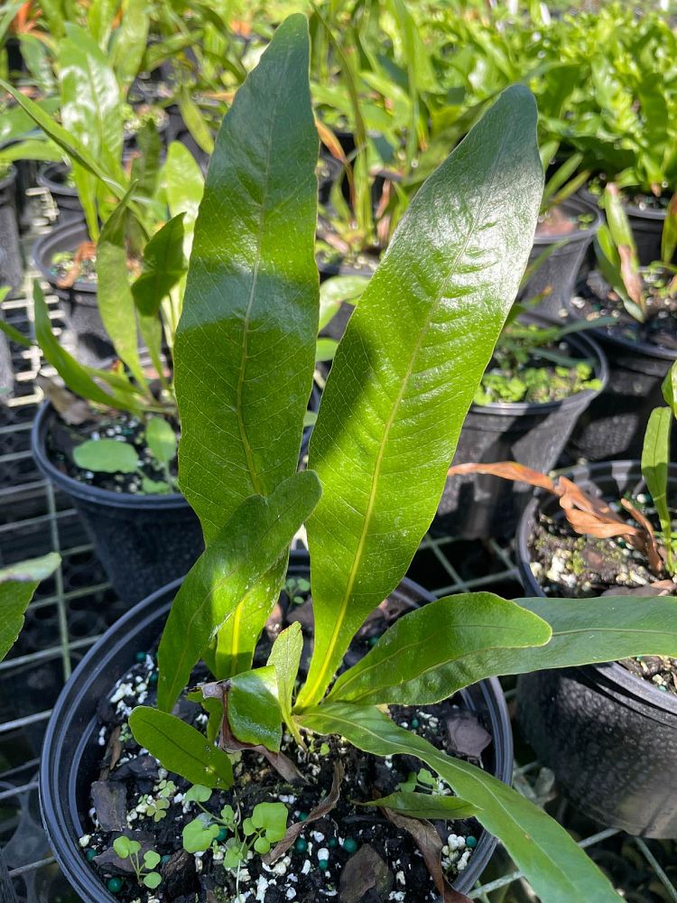 aglaomorpha-coronans-santa-rosa-fern