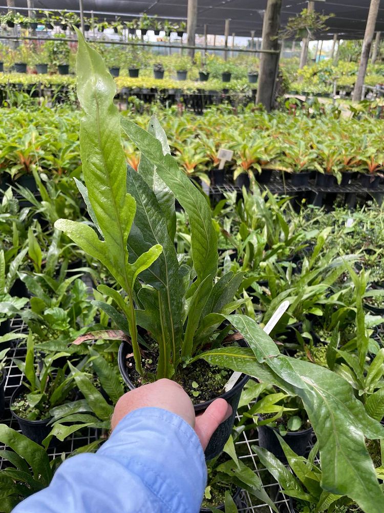 aglaomorpha-coronans-santa-rosa-fern