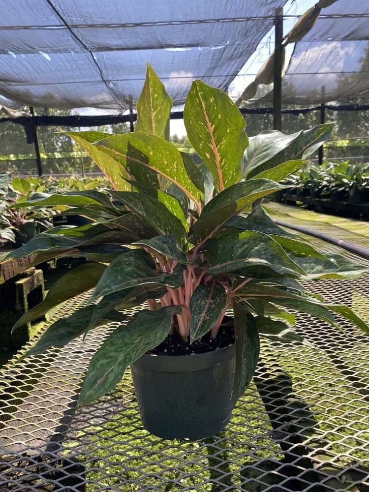 aglaonema-amelia