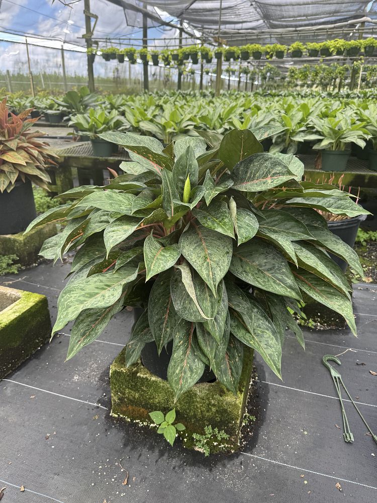 aglaonema-amelia