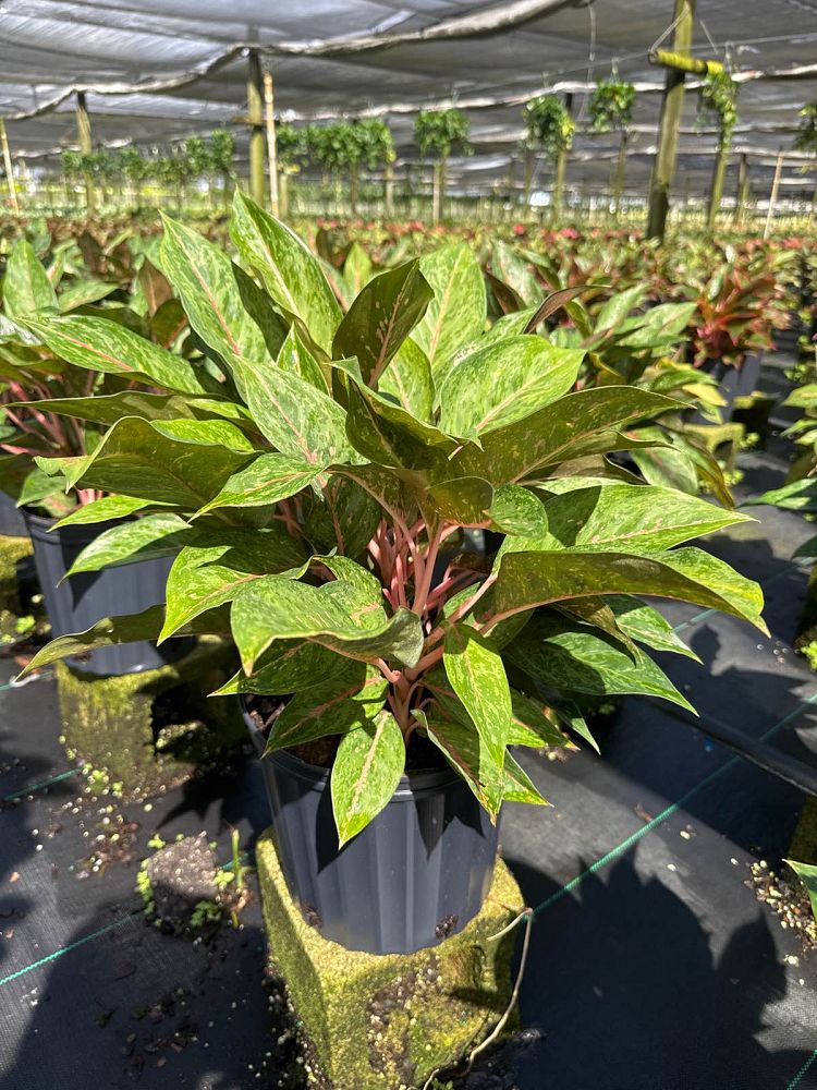 aglaonema-amelia