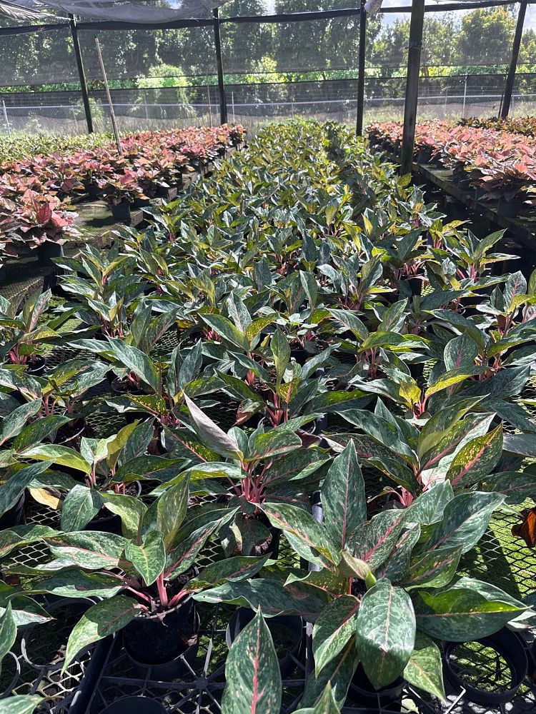 aglaonema-amelia