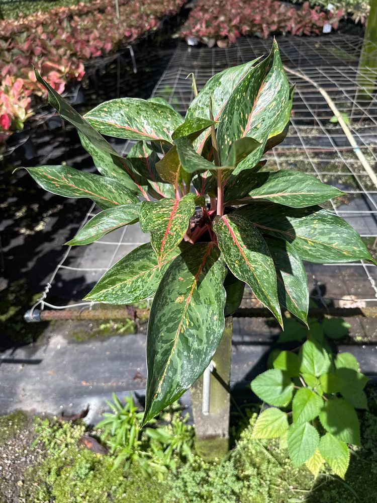 aglaonema-amelia