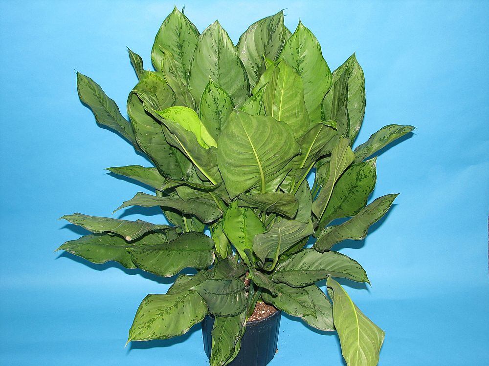 aglaonema-b-j-freeman-philippine-evergreen-chinese-evergreen