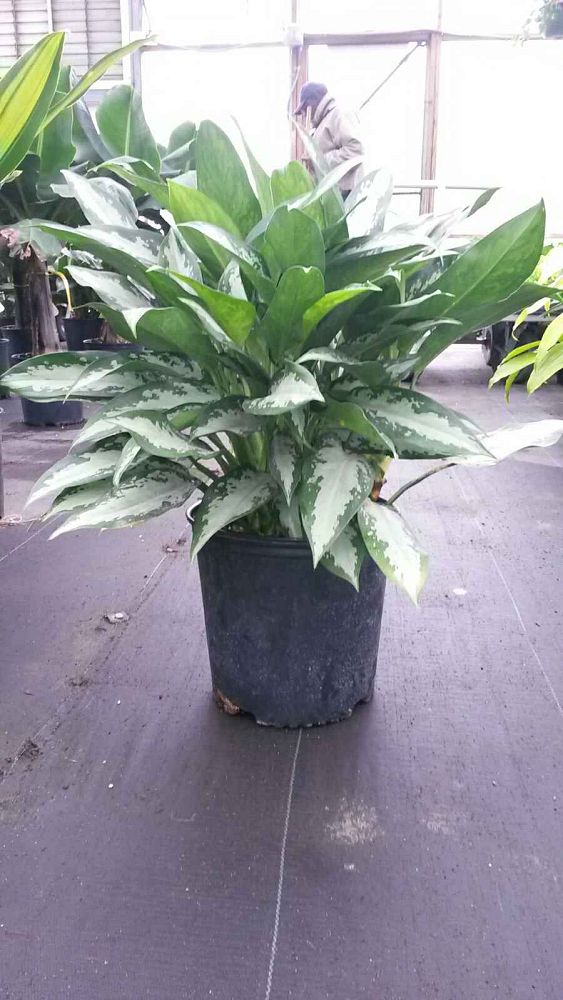 aglaonema-b-j-freeman-philippine-evergreen-chinese-evergreen