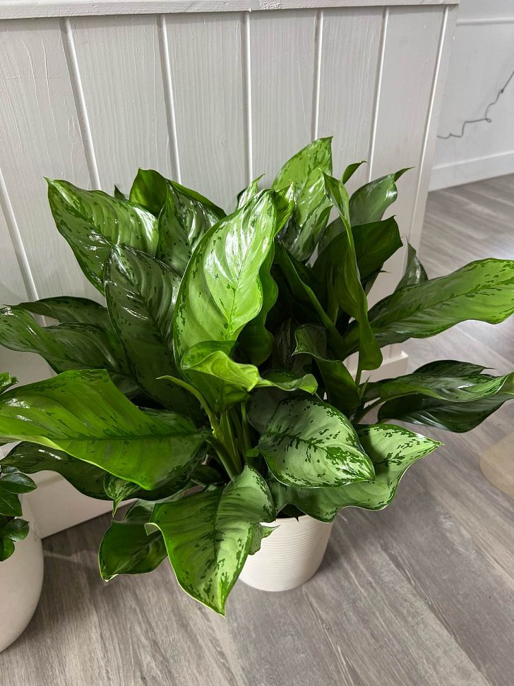 aglaonema-b-j-freeman-philippine-evergreen-chinese-evergreen