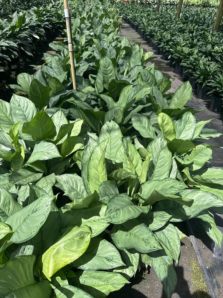 aglaonema-b-j-freeman-philippine-evergreen-chinese-evergreen