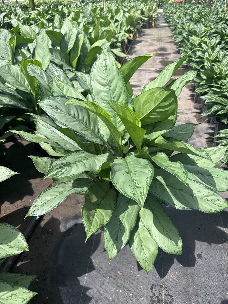 aglaonema-b-j-freeman-philippine-evergreen-chinese-evergreen