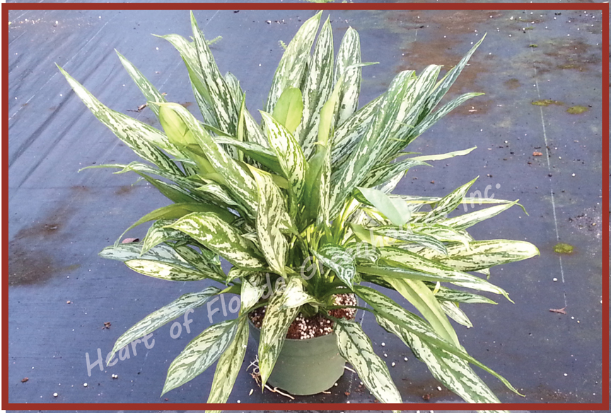 aglaonema-bryant-queen