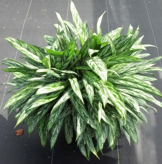 aglaonema-bryant-queen