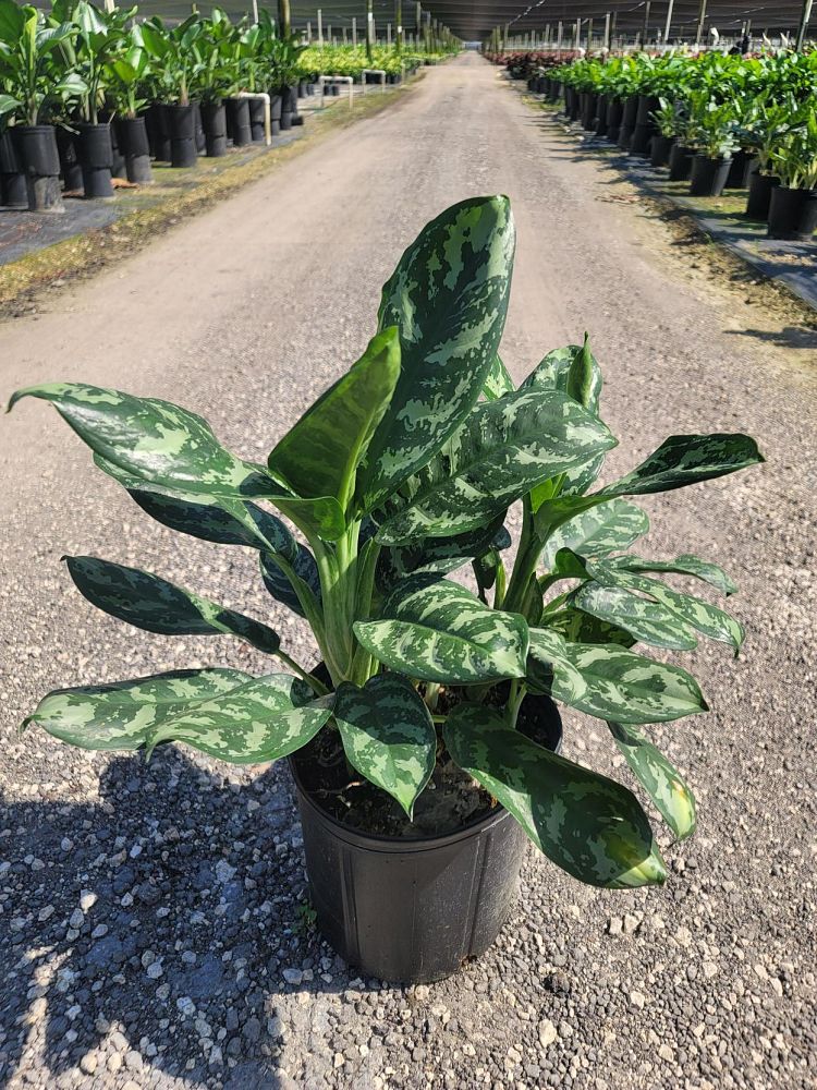 aglaonema-calypso