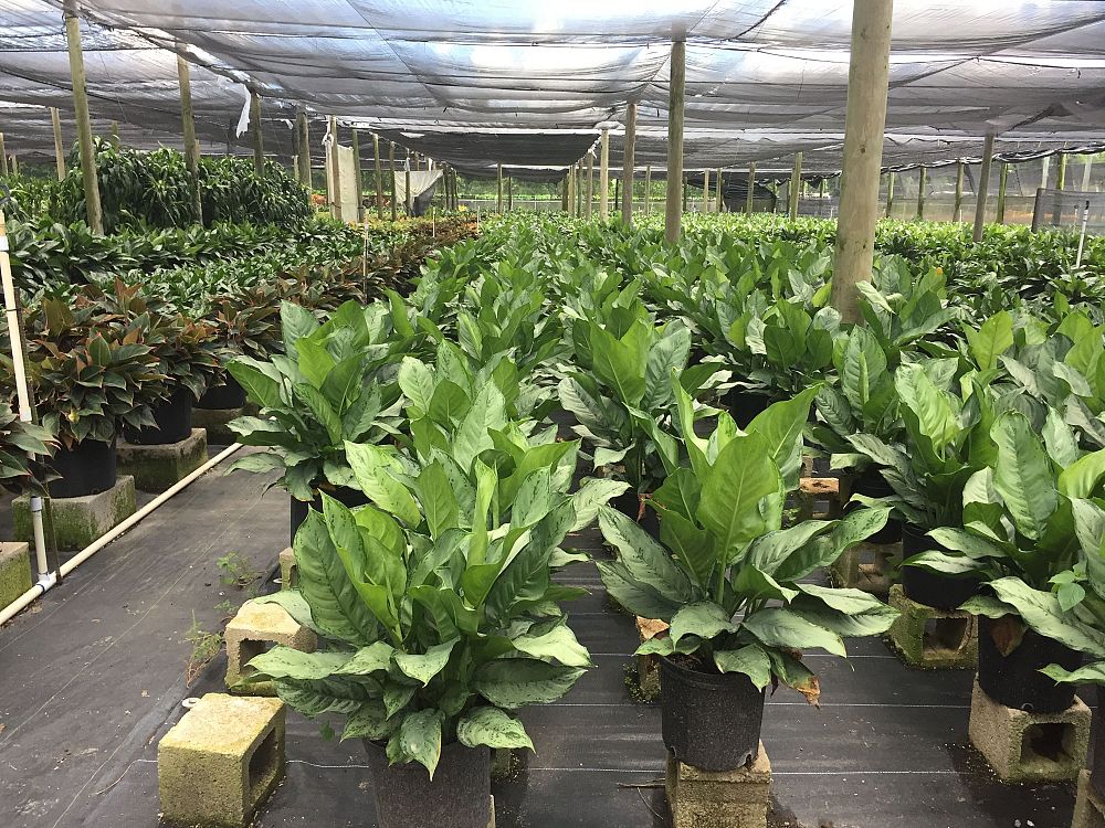 aglaonema-cecilia