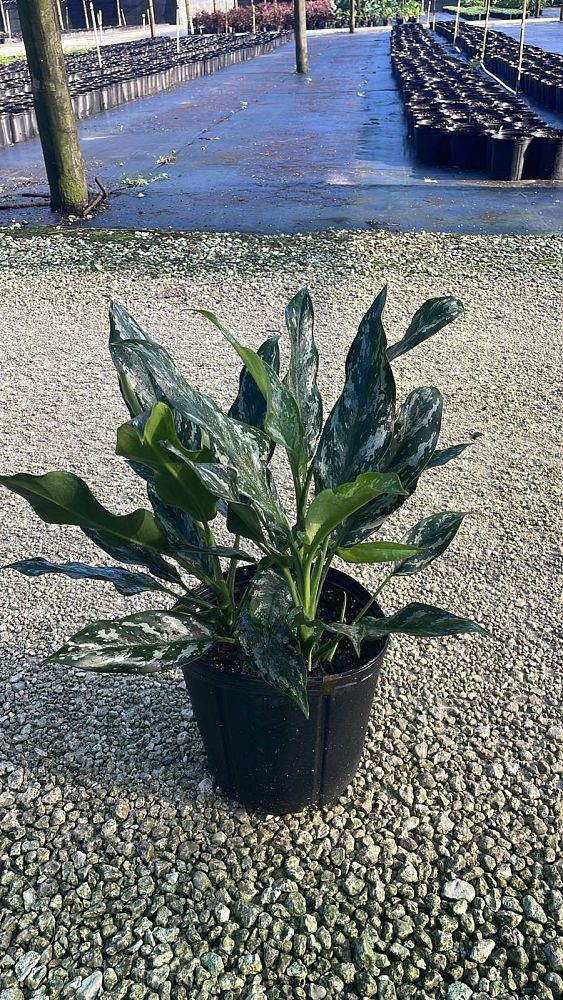 aglaonema-commutatum-maria