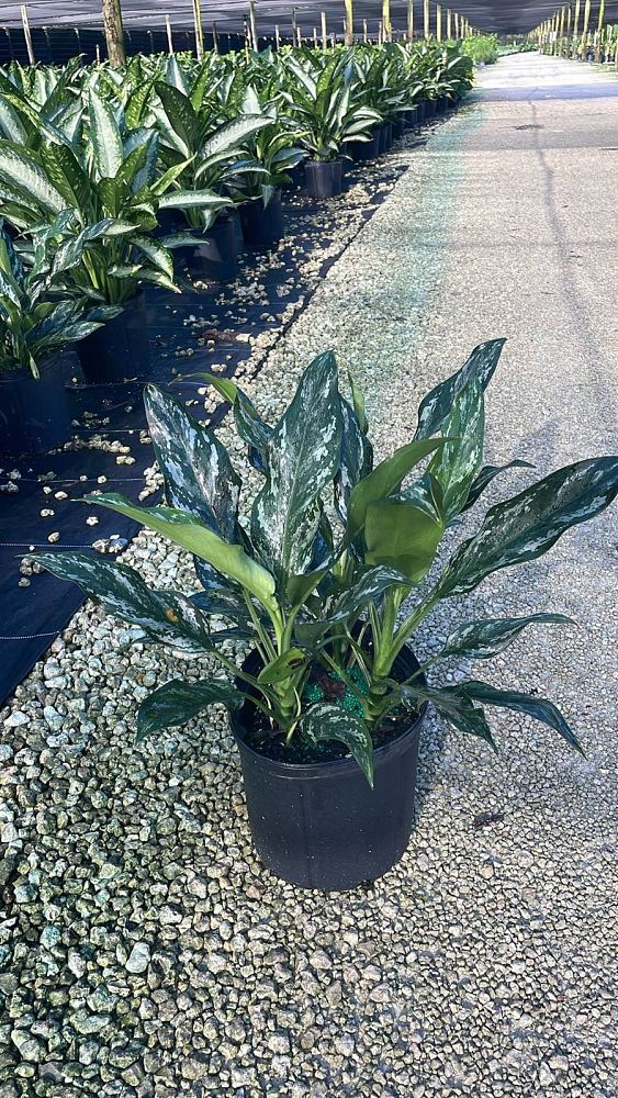 aglaonema-commutatum-maria