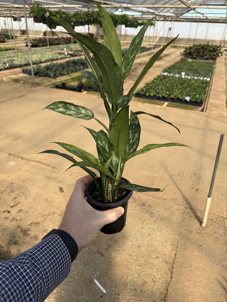 aglaonema-commutatum-maria