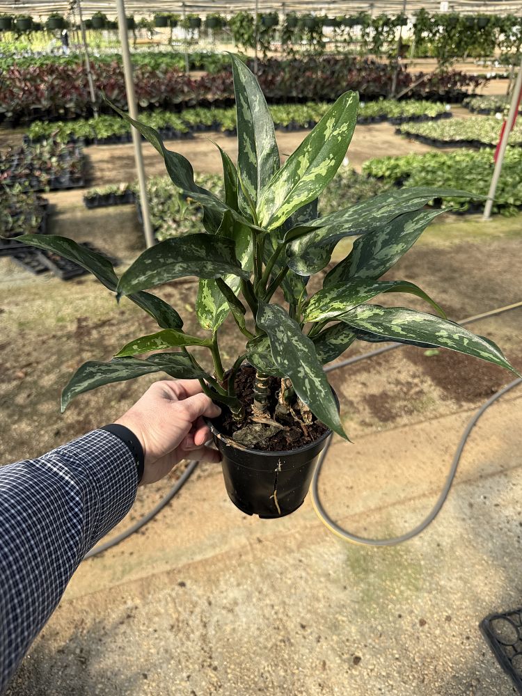 aglaonema-commutatum-maria