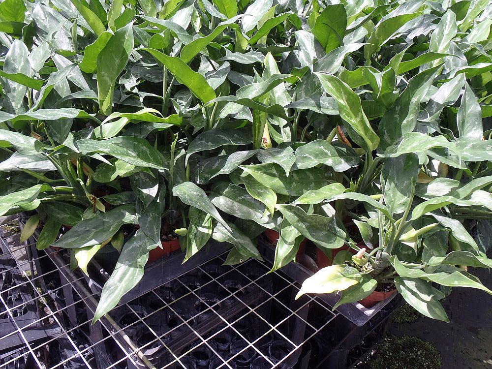 aglaonema-commutatum