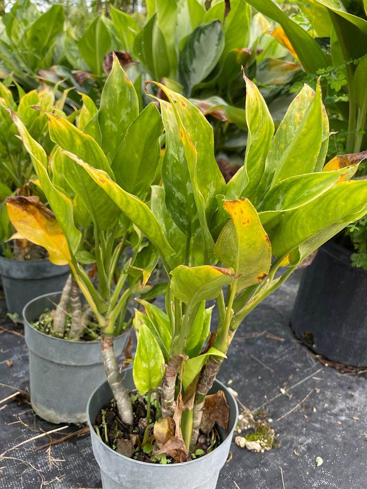 aglaonema-commutatum
