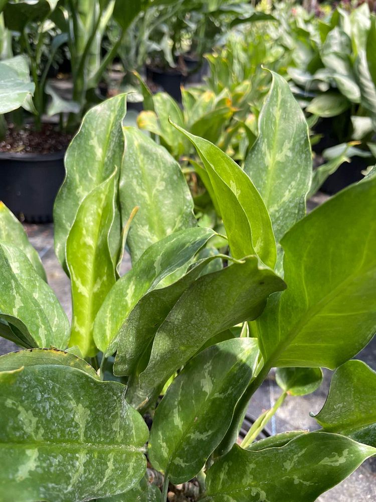 aglaonema-commutatum