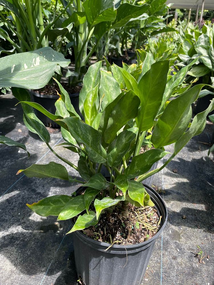 aglaonema-commutatum