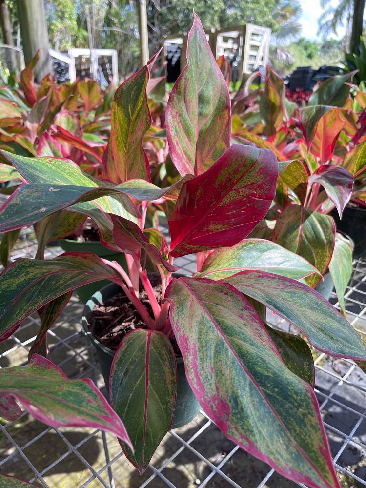 aglaonema-creta