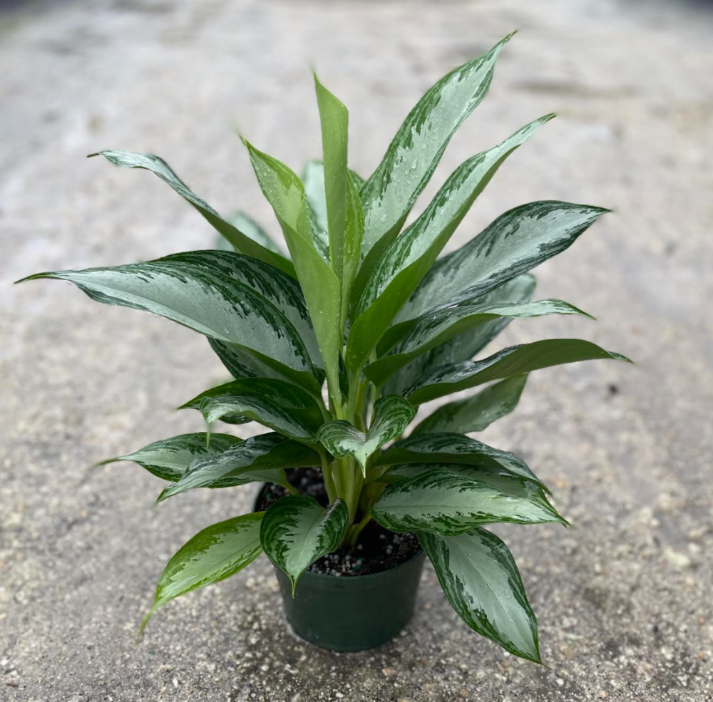 aglaonema-crystal-bay