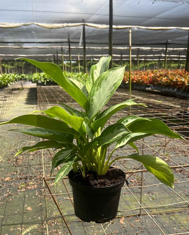 aglaonema-crystal-bay