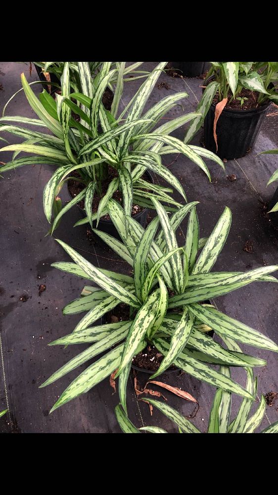 aglaonema-cutlass