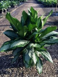 aglaonema-diamond-bay