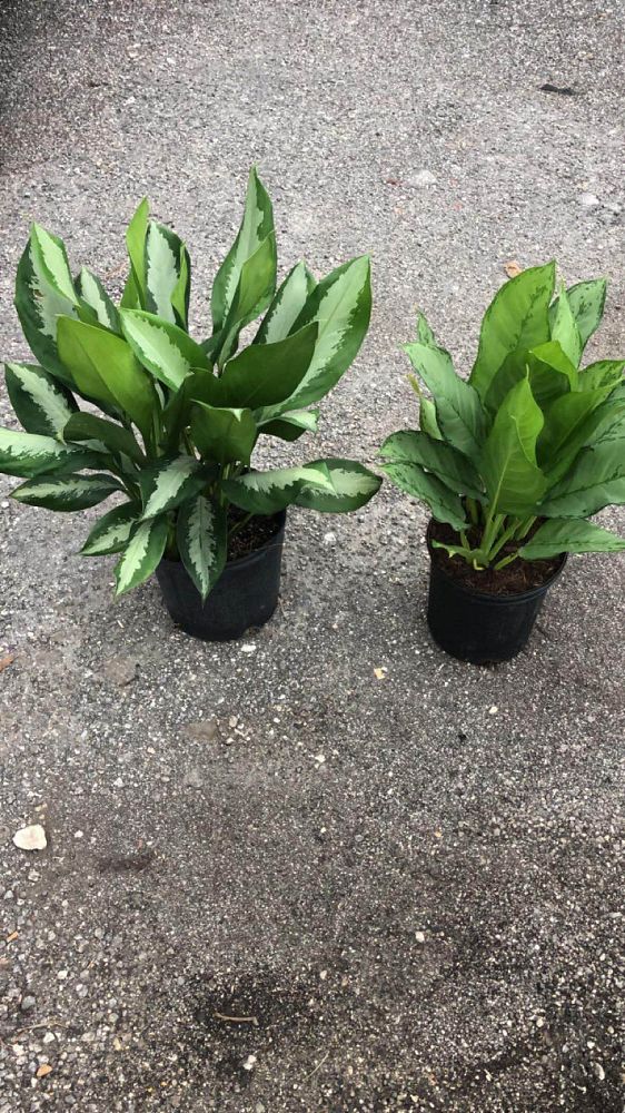 aglaonema-diamond-bay