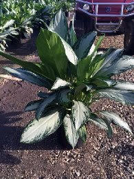 aglaonema-emerald-bay