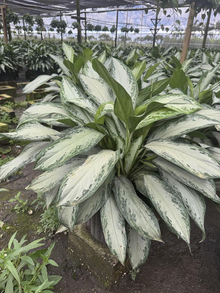 aglaonema-emerald-bay