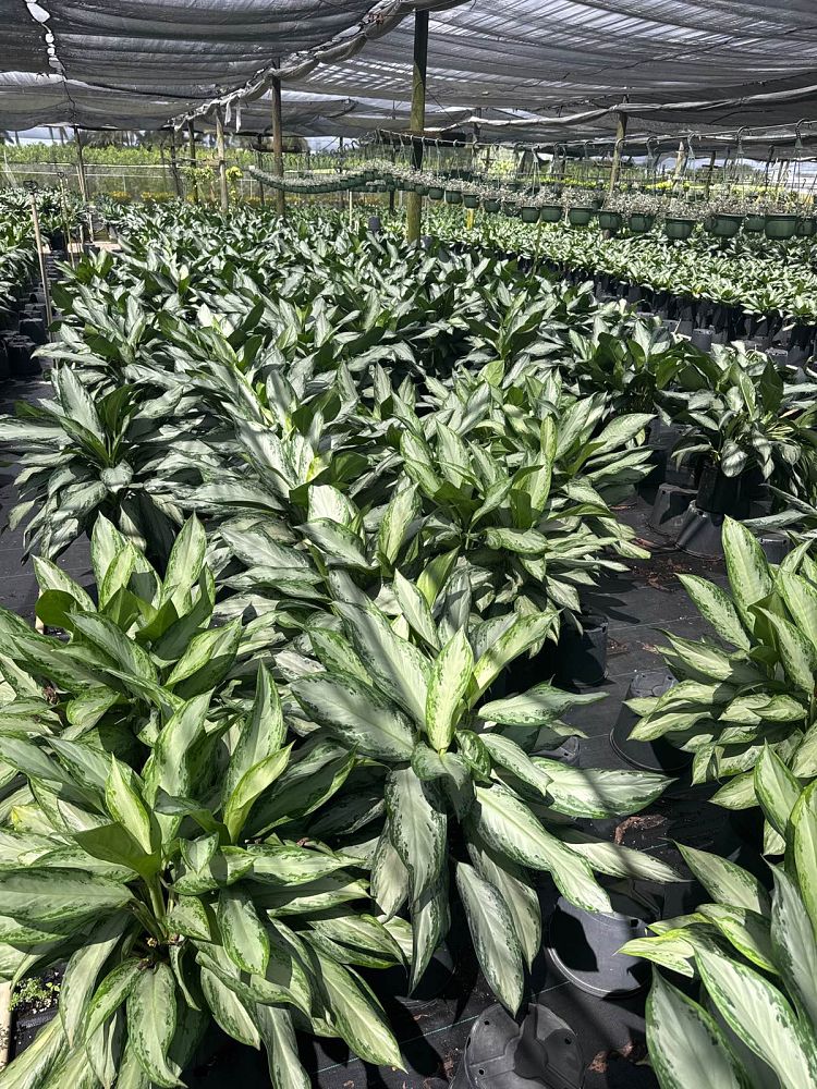 aglaonema-emerald-bay