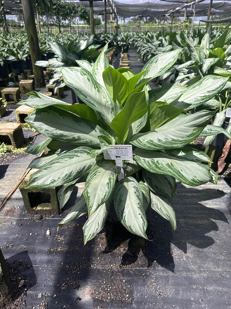 aglaonema-emerald-bay