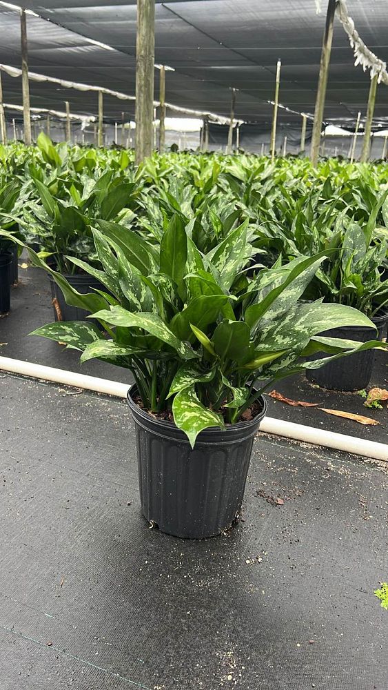aglaonema-emerald-beauty-maria
