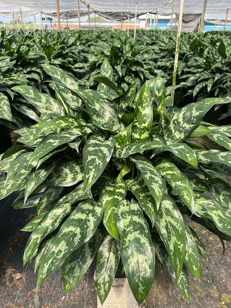 aglaonema-emerald-beauty-maria