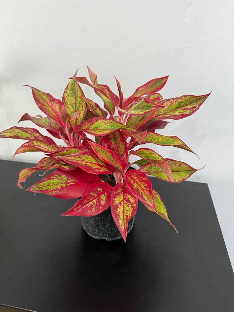 aglaonema-golden-bay-philippine-evergreen-chinese-evergreen