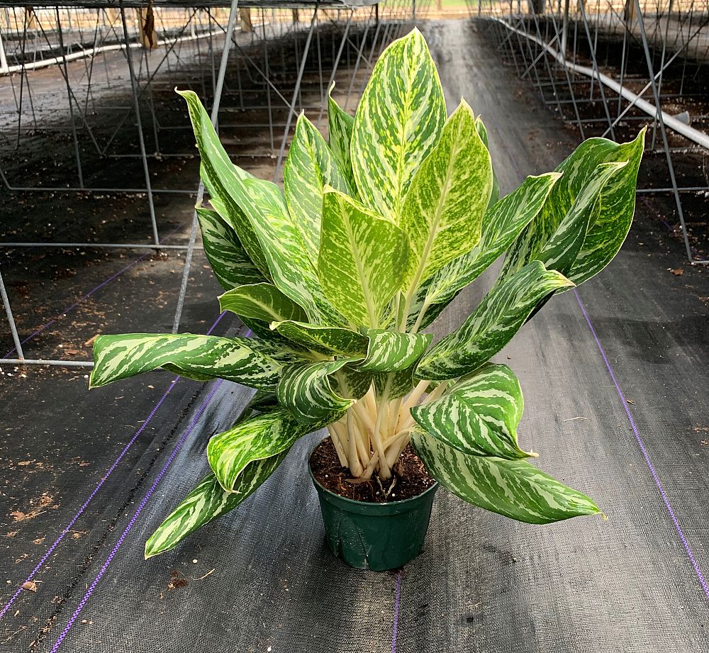 aglaonema-golden-madonna