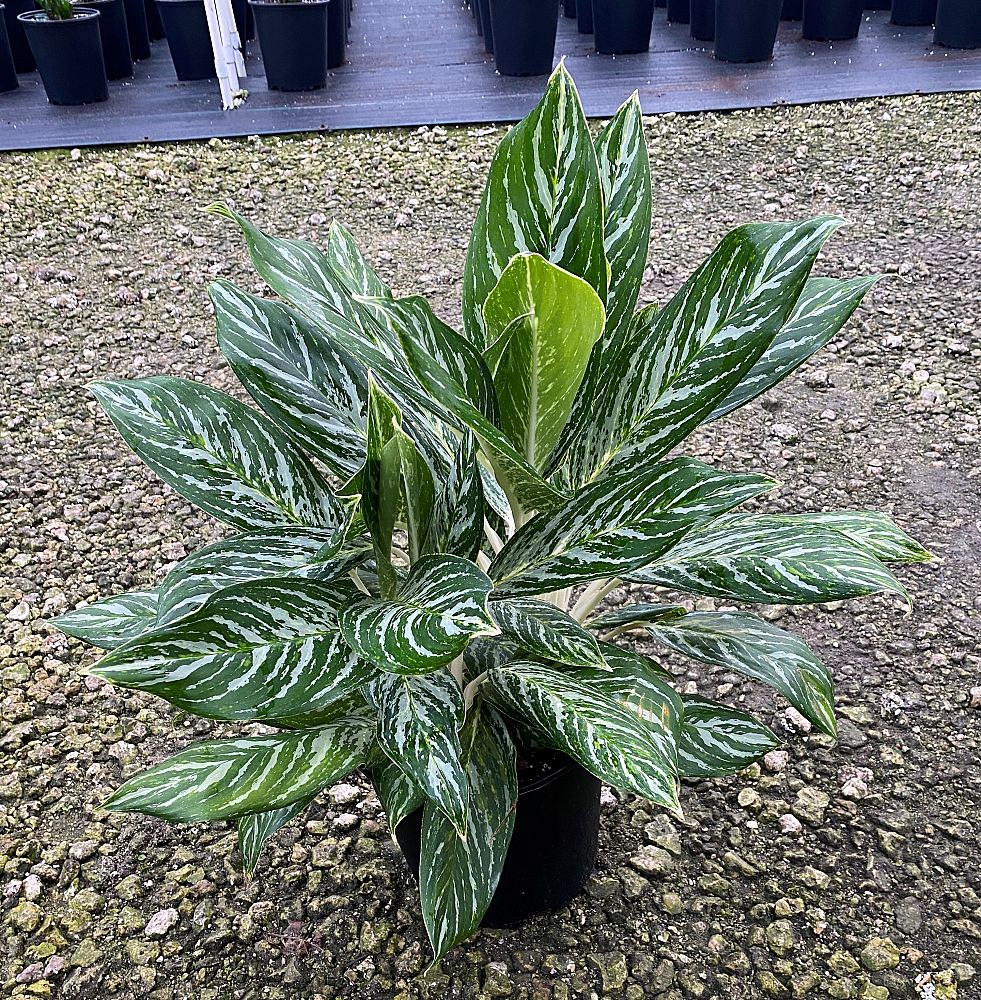 aglaonema-golden-madonna